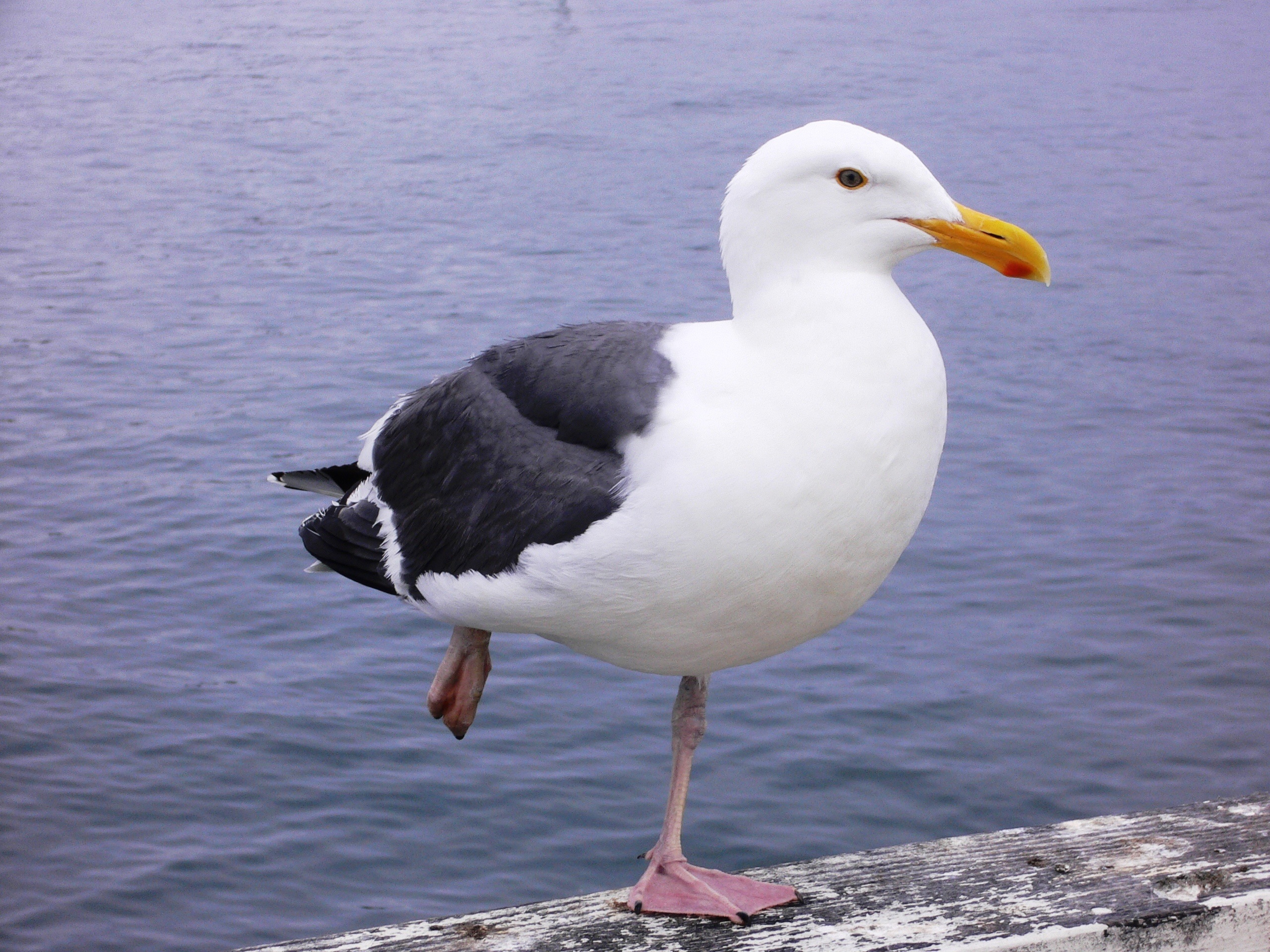 Merilokki